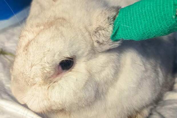 Кролика Родиона спасли от бешеного зуба в Новосибирске