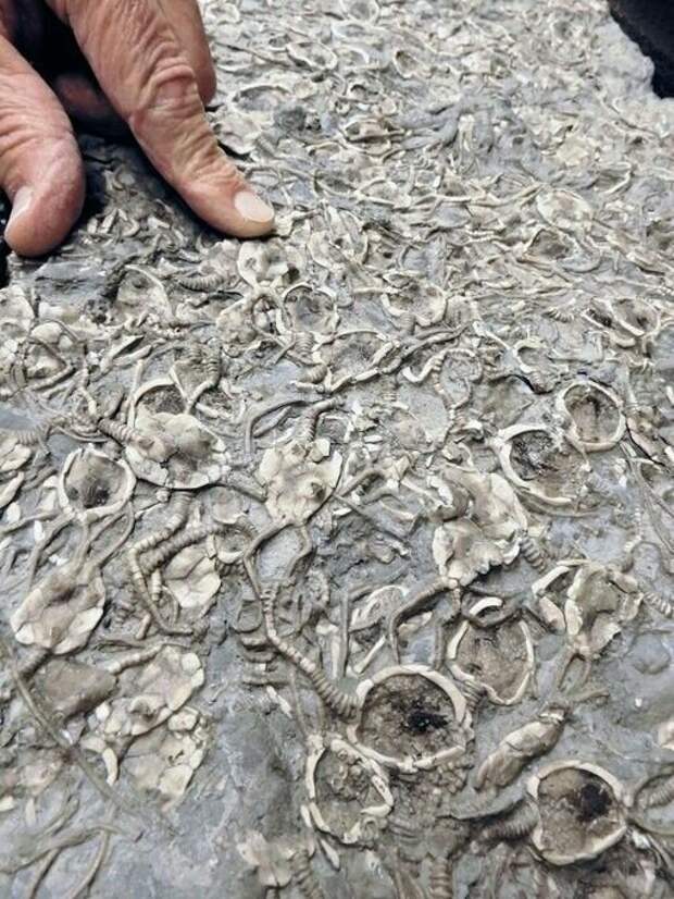 Существа, которые миллионы лет назад так и не вышли из воды