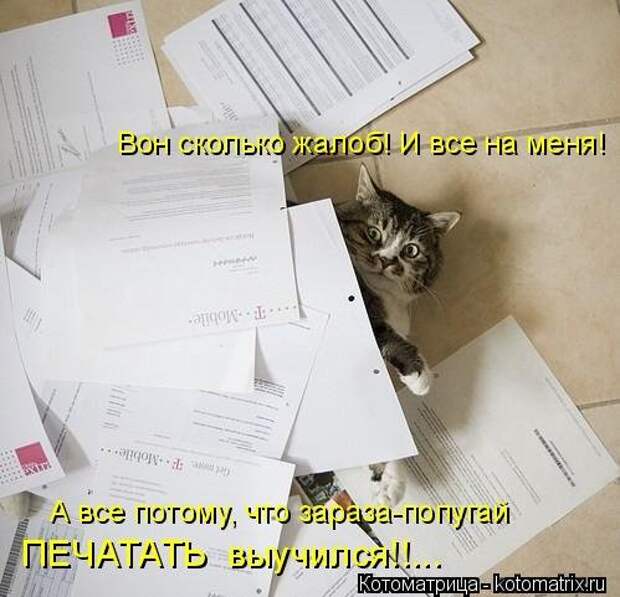 Лучшая котоматрица недели