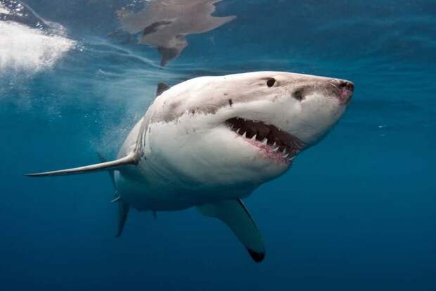 Большая белая акула австралия, животные, ядовитые животные, ядовитые змеи, ядовитые пауки, ядовитые рыбы