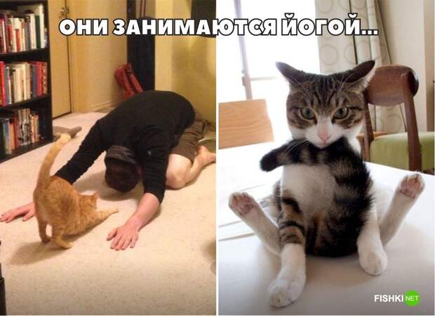 20 фотографий, доказывающих, что кошки медленно превращаются в людей кот, юмор