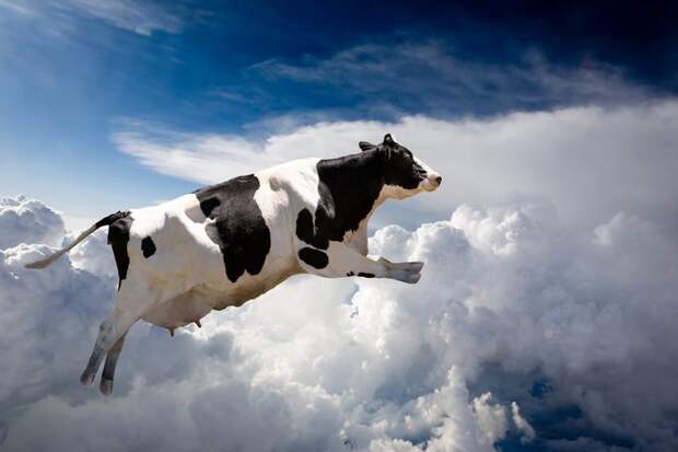 Корова, упавшая с неба.