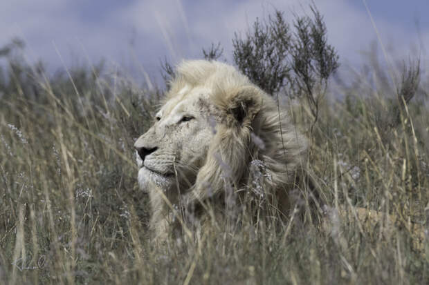 White Lion Majesty by Klaus Haiml on 500px.com