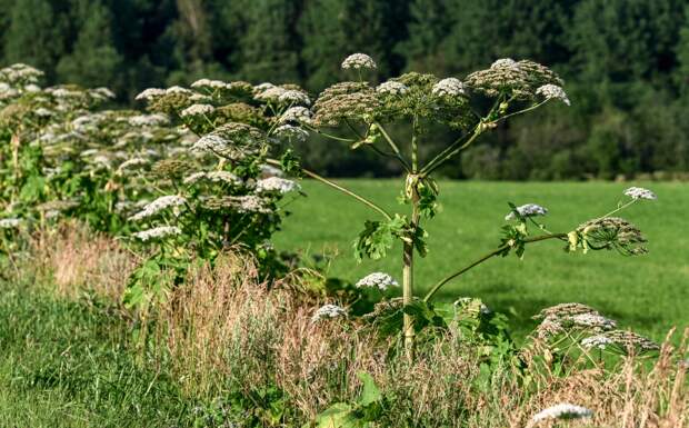 Юрист опровергла основание для изъятия земельного участка