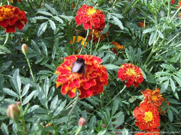 20130825_5 (700x525, 300Kb)