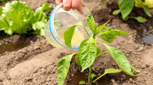 Чем подкормить перцы в конце июня: урожай будет крупным и сладким