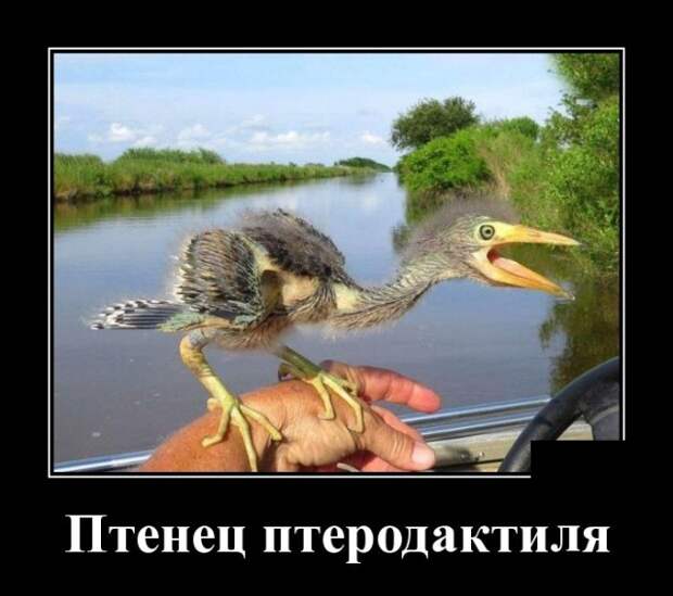 Демотиваторы (30 фото)