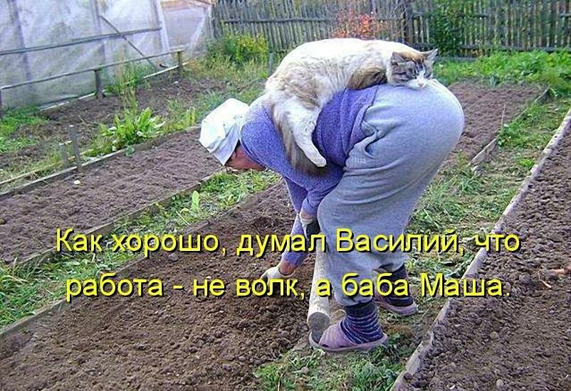 Эти забавные коты. Чтобы вы улыбнулись)
