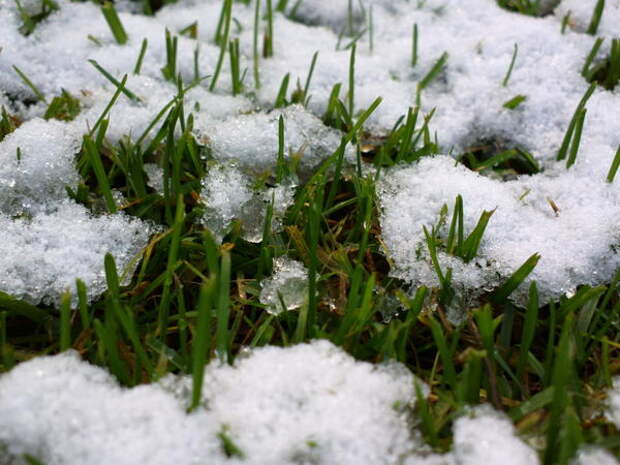 Снег еще тает, а трава уже растет. Фото с сайта zastavki.com