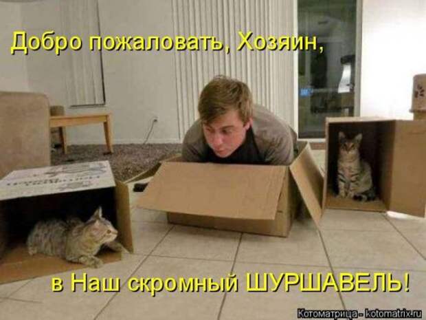 Новая котоматрица на Бугаге (44 фото)