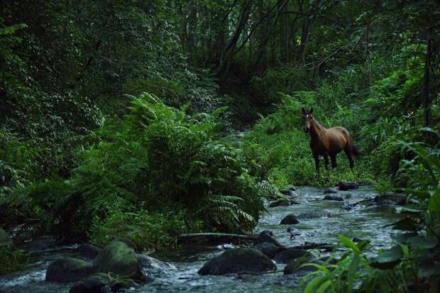 Животные в фотографиях