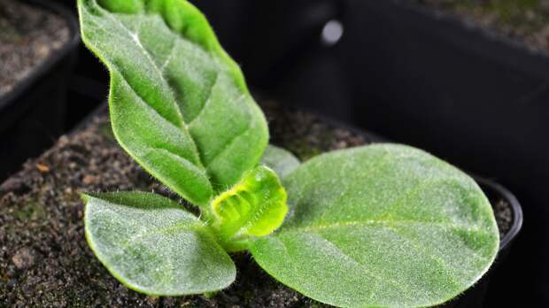 Рассада за сутки взойдет щеткой: аспирин творит чудеса