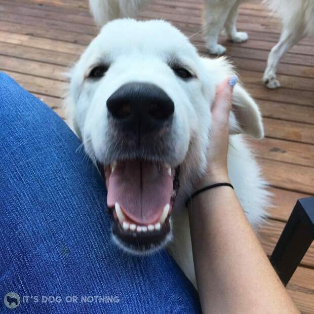 Happy Great Pyrenees