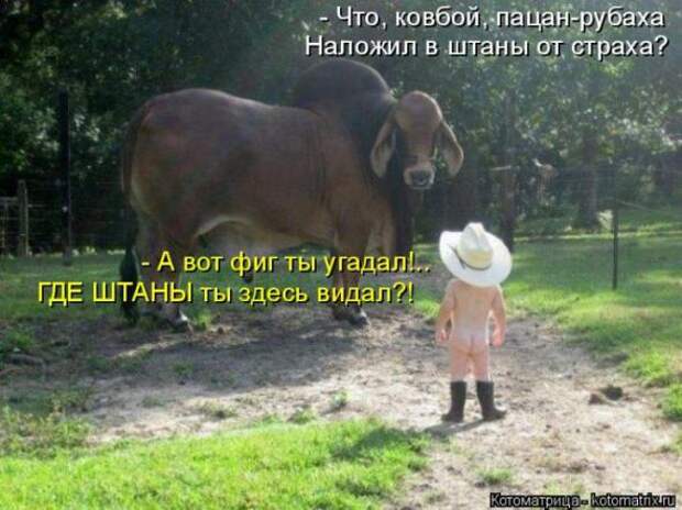 Котоматрицы(картинки с надписями)