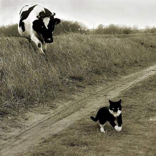 Котики