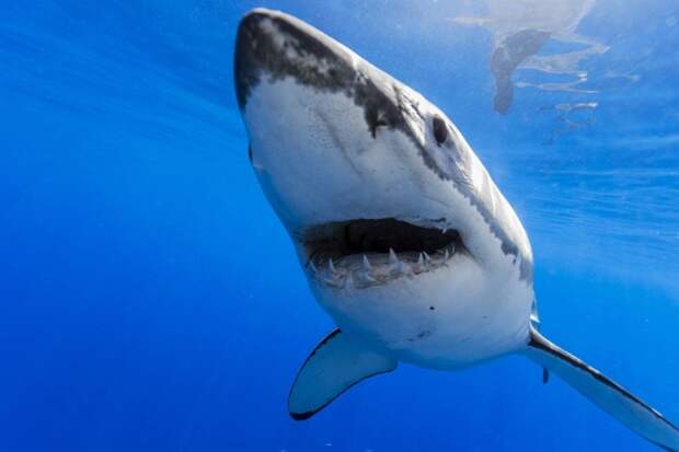 Смена зубов у акул происходит в течение всей жизни