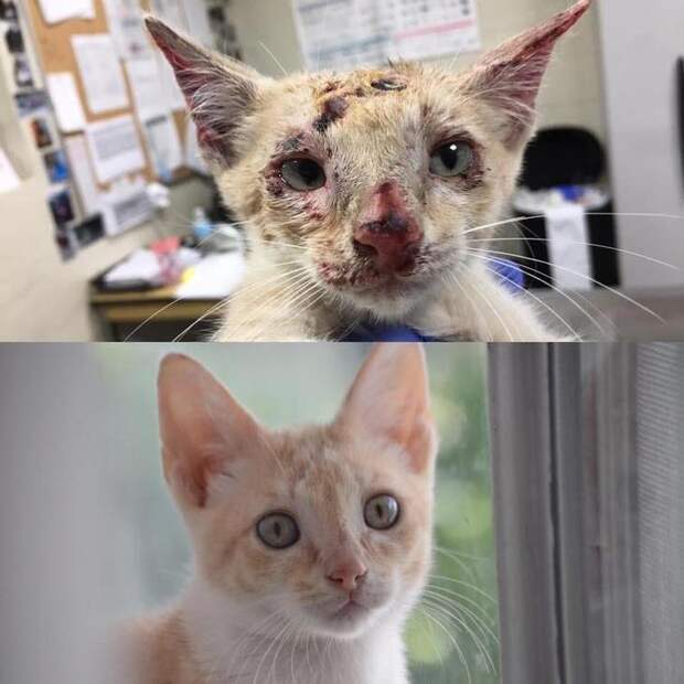 До и после того, как  их спасли и подарили дом