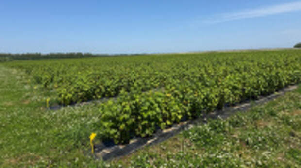 Минсельхоз России профинансирует ввод в оборот почти 6 тыс. гектаров сельхозземель в регионе