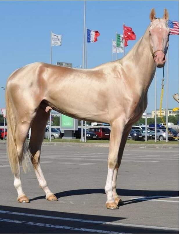 Ахал-Теке: одна из самых красивых лошадей в мире Туркмения, ахалтекинские лошади, кони, конь, лошади. факты, лошадь, масть