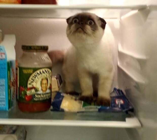 Когда дома так жарко, что с удовольствием засунулся бы в холодильник коты, лето, фото, юмор