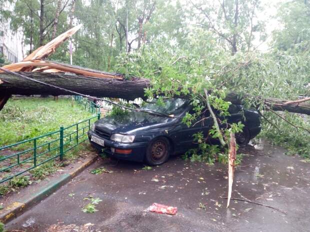 На Пестеля дерево упало на машину из-за сильного ветра