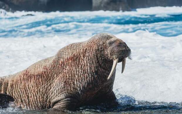 В Норвегии оштрафовали туриста за попытку сфотографировать моржа