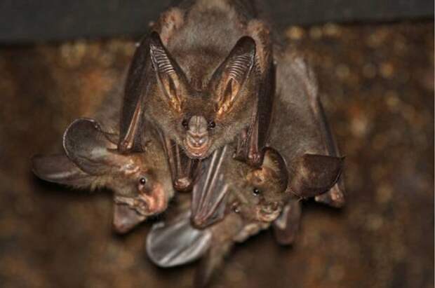 lesser-false-vampire-bats