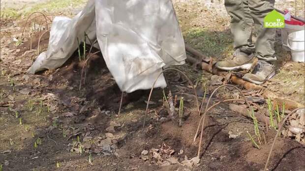 Как удобрять розы весной