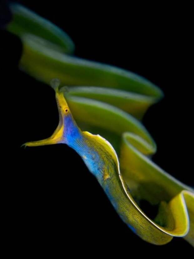 Голубой ленточный угорь или ленточная мурена (лат. Rhinomuraena guaesita) (англ. Ribbon eel)