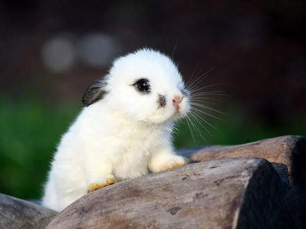 милые кролики, очаровательные кролики