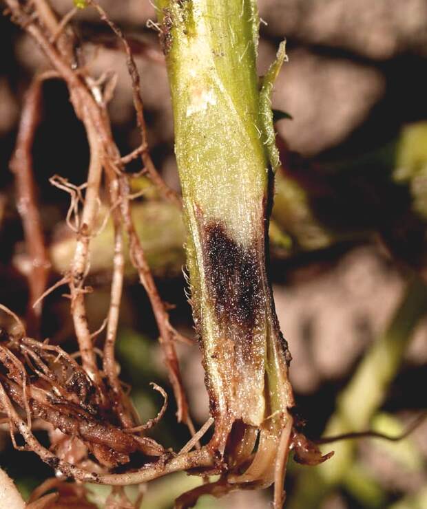 Erwinia carotovora ssp. atroseptica 9 (2448 x 3264) Solanum tuberosum