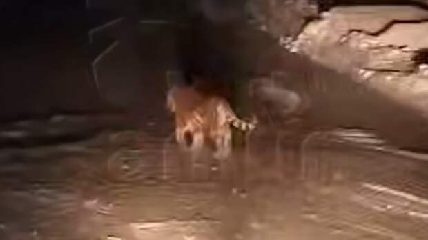 В Хабаровском крае засняли дерзкого тигренка, не хотевшего пропускать машину