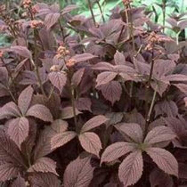 ФОТО Роджерсия конскокаштанолистная сорт Шоколад Уингс