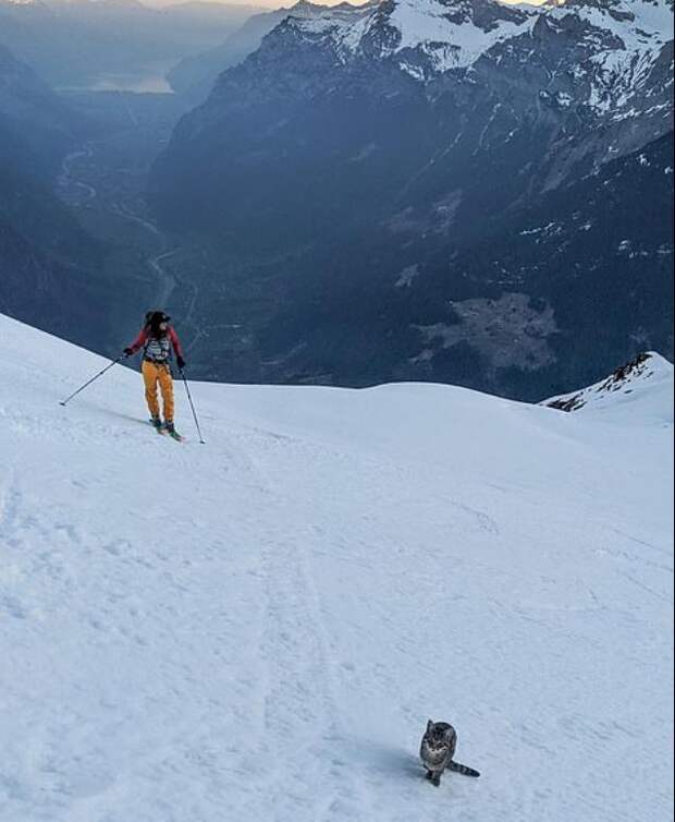 Альпинисты поднялись на гору и с удивлением нашли там домашнюю кошку