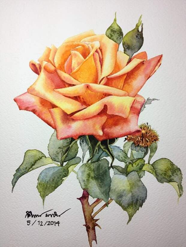 Rose painting:
