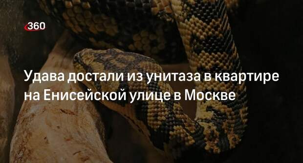 Источник 360.ru: удава достали из унитаза в квартире на северо-востоке Москвы