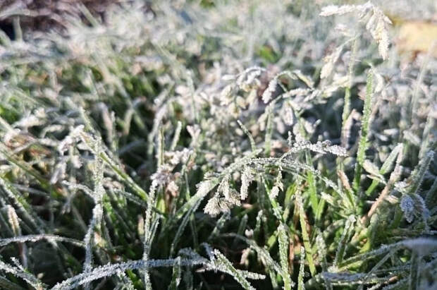Эксперт Рождественская составила план действий на даче во время заморозков