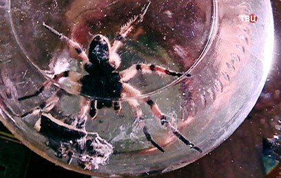 В Красноярском крае гигантские пауки-тарантулы держат в страхе деревню