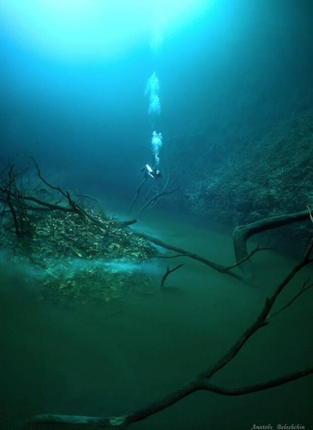 Фотограф Анатолий Белощин сделал ряд захватывающих снимков, которые передают мистическую атмосферу этого места Северная Америка, дайвинг, мексика, подводная съемка, подводный мир, природа, река