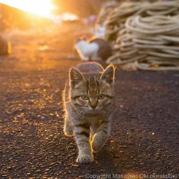 Уличные котики Токио на снимках Масаюки Оки