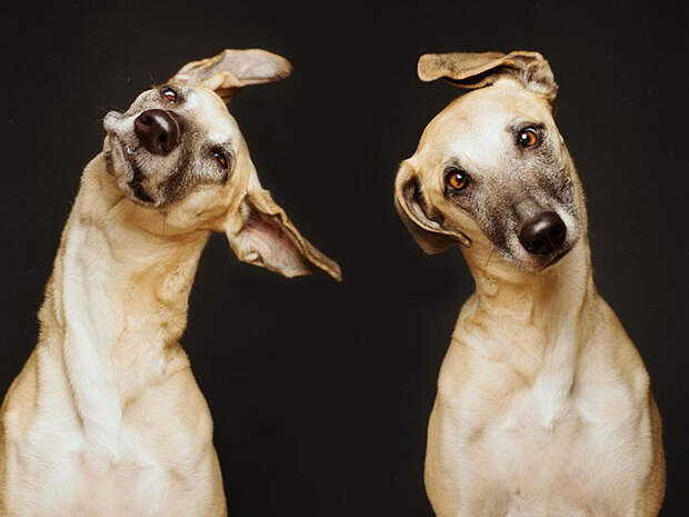 Очень позитивные фотографии собак от Elke Vogelsang