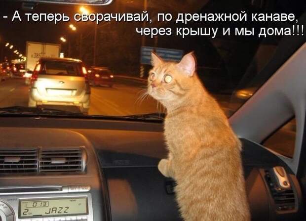 У всех свои пути #котики, #приколы, #смешные
