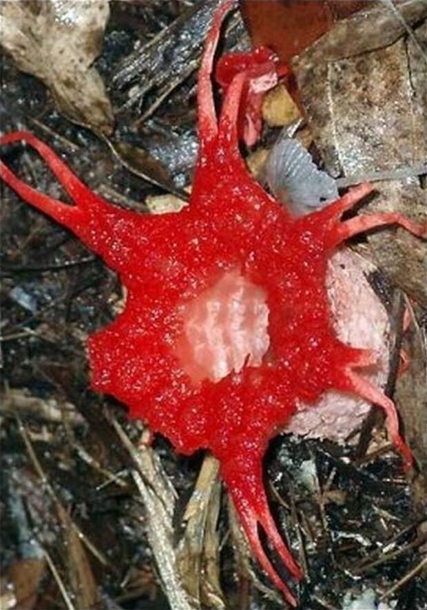 creepyplants10 Самые жуткие растения