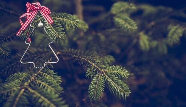 12 секретов, которые нужно знать при покупке рождественской елки