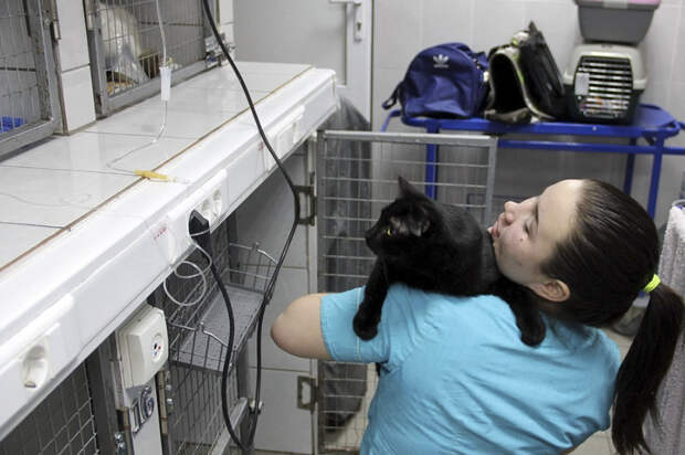 adopted-doctor-cat-helping-animals-juliya-abramova