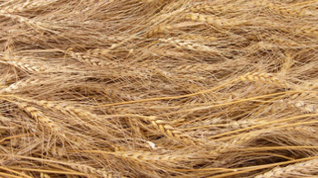 Пшеница / Фото: unsplash.com