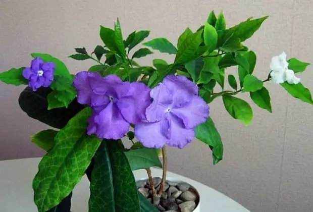 7 комнатных растений, которые цветут зимой