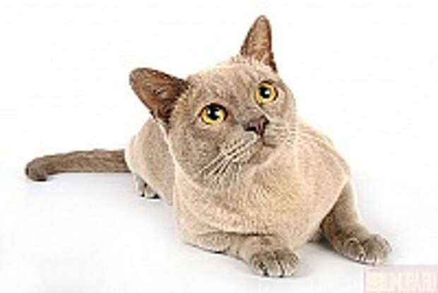 Кошки и Котята 111