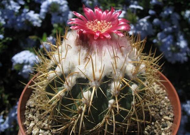 Пародия Швебса