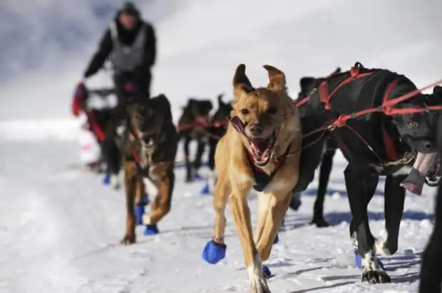 Plemeno husky (34 fotografií)